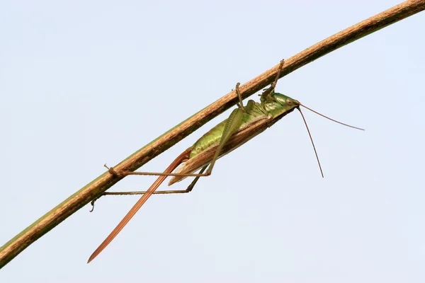 Insekten — Stockfoto