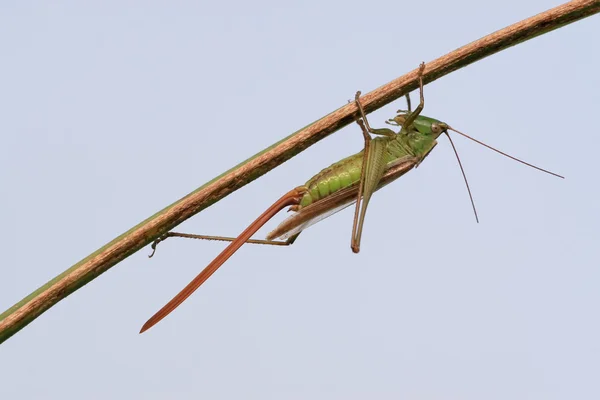 Insects — Stock Photo, Image