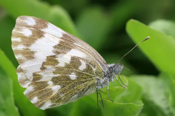 Wolk crataegi — Stockfoto