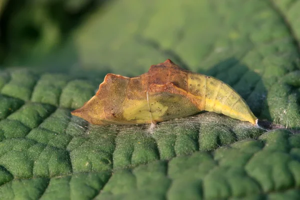 Crataegi delle nuvole — Foto Stock