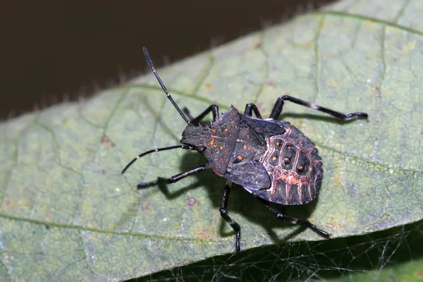 Stinkbug — стокове фото