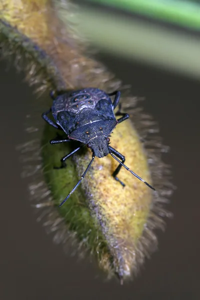 Stinkbug — 스톡 사진