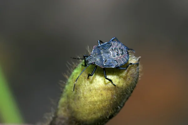 Stinkbug — Zdjęcie stockowe