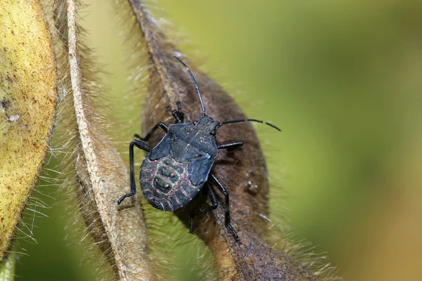 Stinkbug — стоковое фото