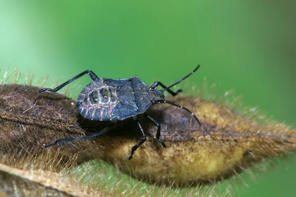 Stinkbug — Stockfoto