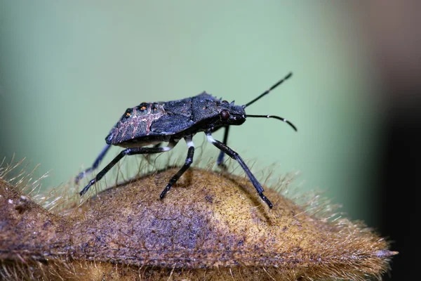 Stinkbug — стоковое фото