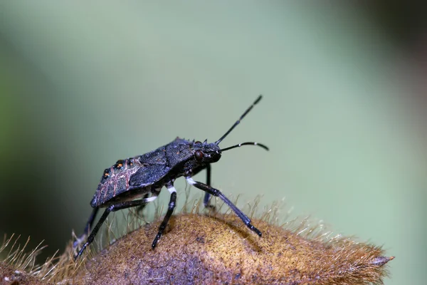 Stinkbug — Zdjęcie stockowe