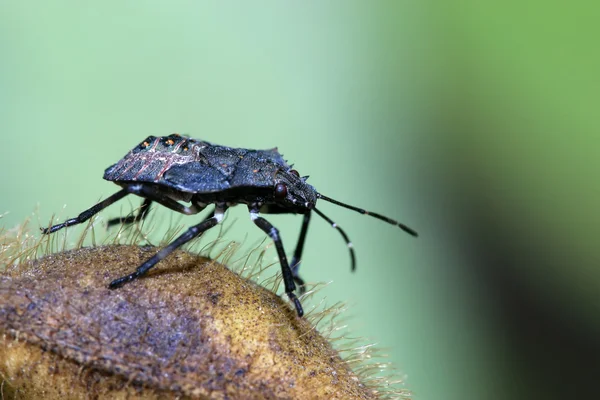 Stinkbug — Zdjęcie stockowe