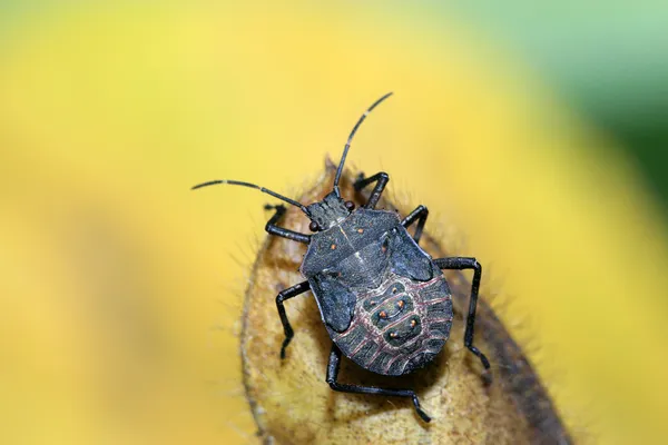 Stinkbug — стокове фото