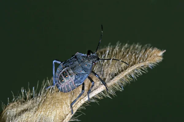 Stinkbug — стокове фото