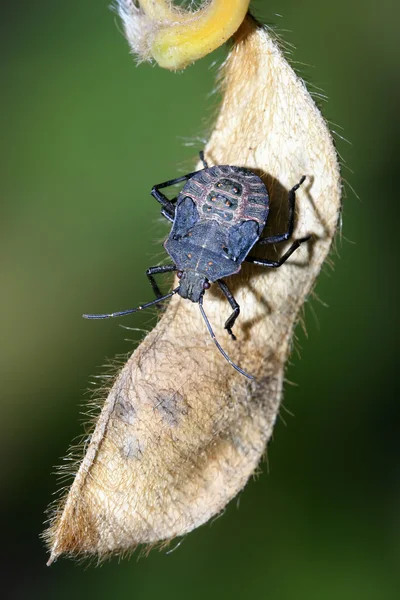 Stinkbug — Stockfoto