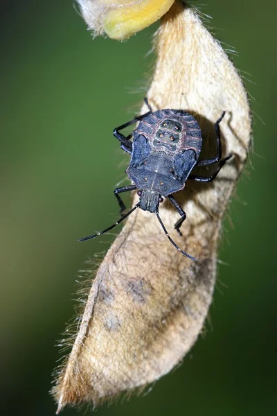 Stinkbug — стоковое фото