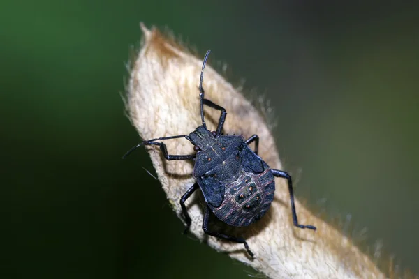 Stinkbug — стоковое фото