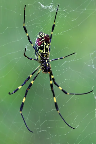 Aranha — Fotografia de Stock