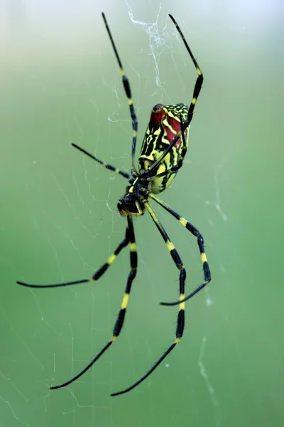 蜘蛛 — 图库照片