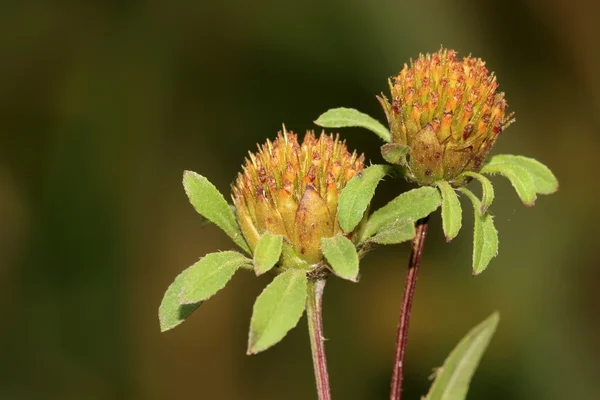 Prostrata de Eclipta — Foto de Stock