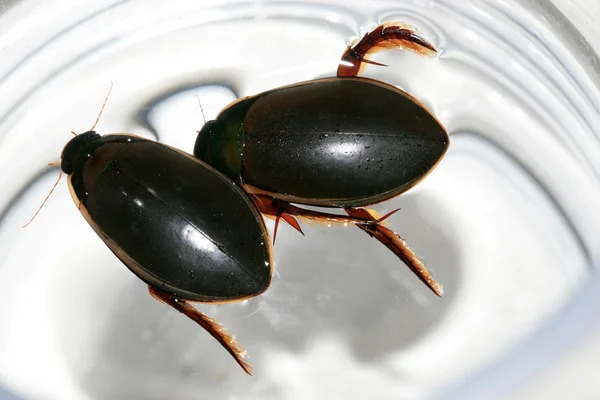 Insekter — Stockfoto