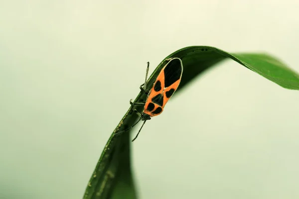 Fedorento — Fotografia de Stock