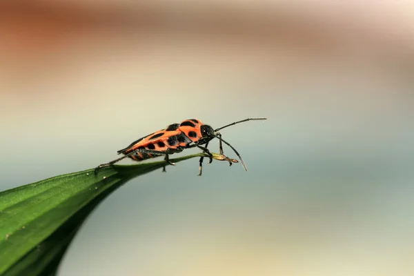 Fedorento — Fotografia de Stock