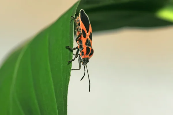 Stinkbug — Stock fotografie