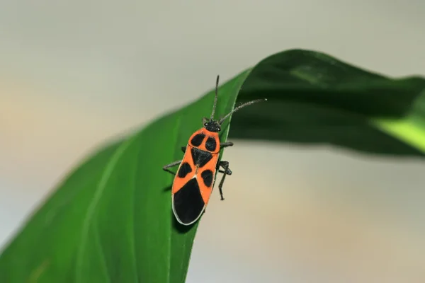 Stinkbug — Φωτογραφία Αρχείου