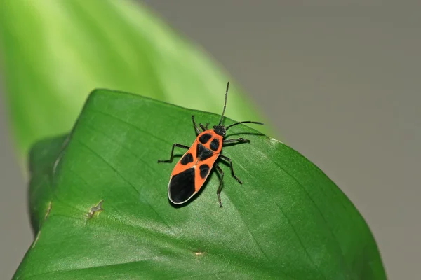 Stinkbug — Zdjęcie stockowe