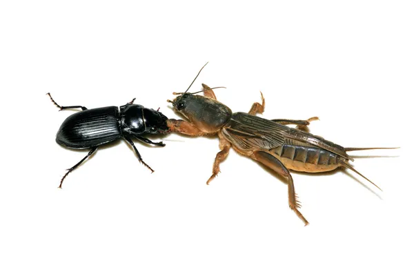 Борьба с насекомыми — стоковое фото