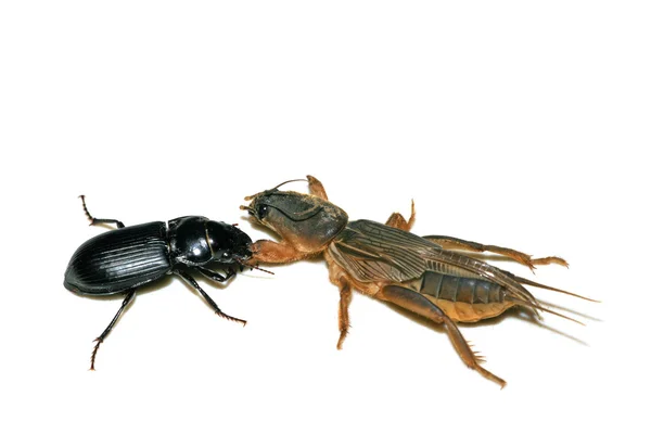 Боротьба комах — стокове фото