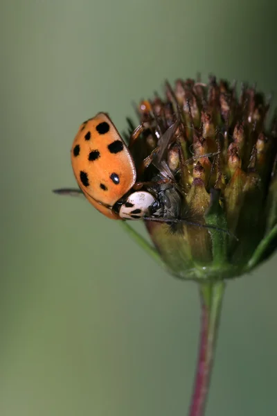 Coccinella — Foto Stock