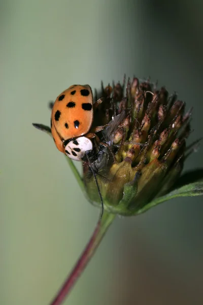 LADYBUG สหรัฐอเมริก — ภาพถ่ายสต็อก