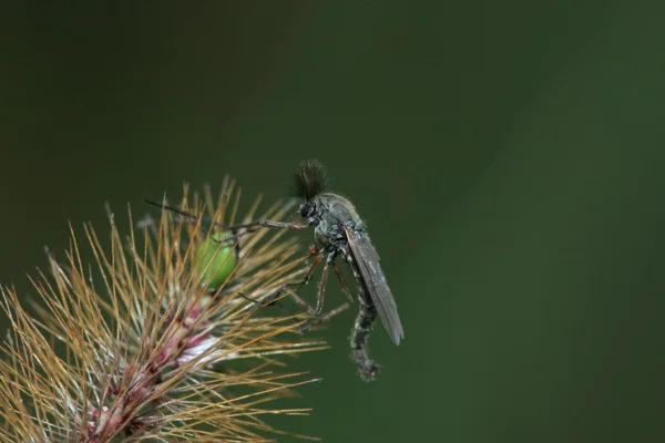 Mücke — Stockfoto