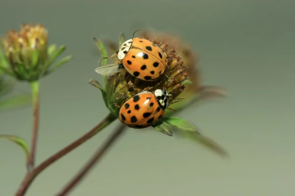 Coccinella — Foto Stock