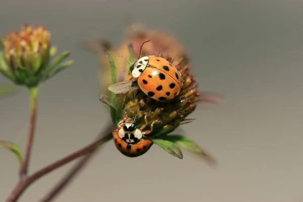 Coccinelle — Photo