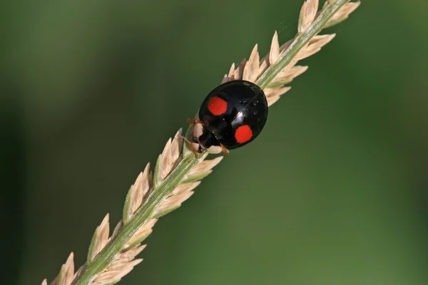 Lieveheersbeestje — Stockfoto