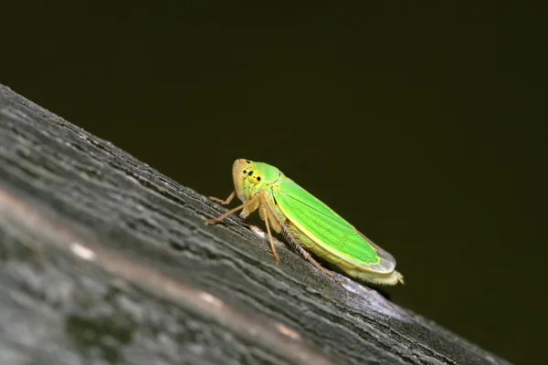 Leafhopper — Stock fotografie