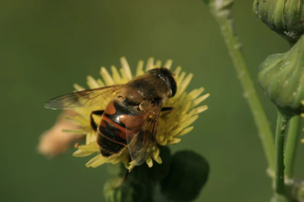 Syrphidae — Foto de Stock