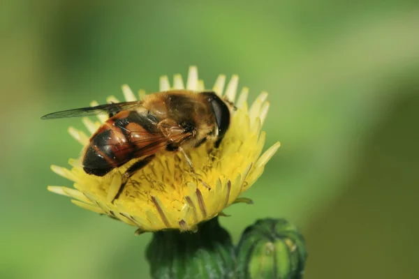 Syrphidae — Stockfoto