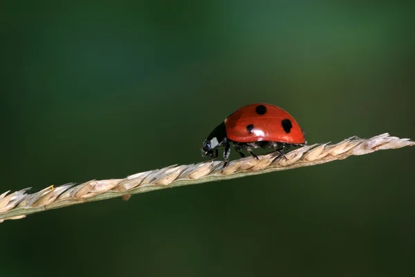 Lieveheersbeestje — Stockfoto