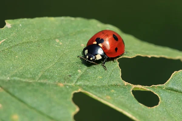 Lieveheersbeestje — Stockfoto