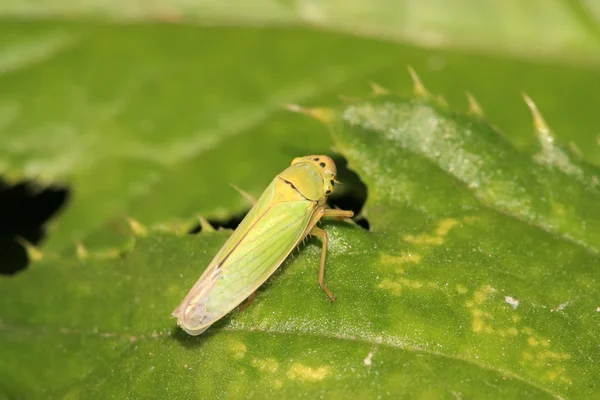 Leafhopper — стокове фото