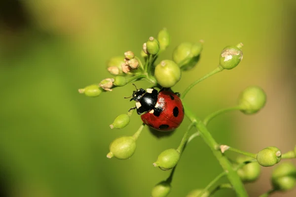 Nyckelpiga — Stockfoto