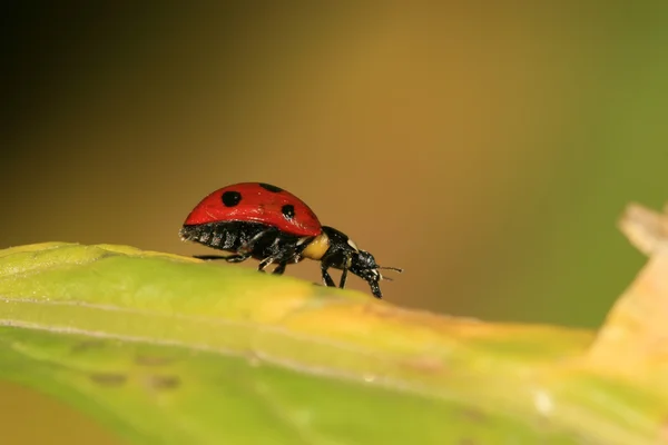 LADYBUG สหรัฐอเมริก — ภาพถ่ายสต็อก