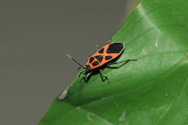 Stinkbug Stockafbeelding