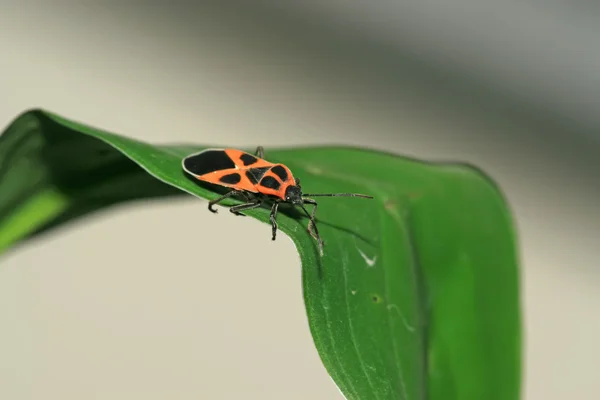 Stinkbug Rechtenvrije Stockfoto's