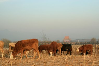 cattle clipart