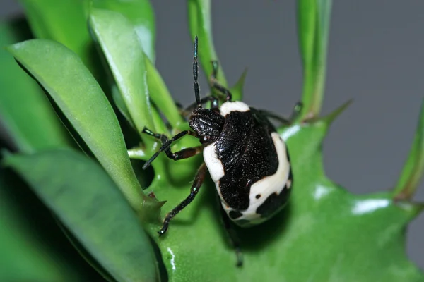 Stinkbug — Stockfoto