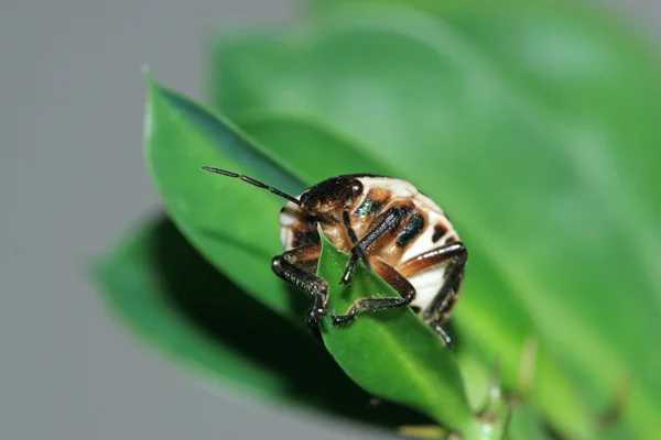 Stinkbug — Stock Photo, Image