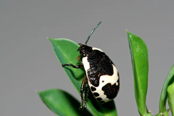 Stinkbug — 스톡 사진