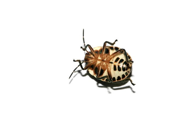 Stinkbug — Stock Photo, Image