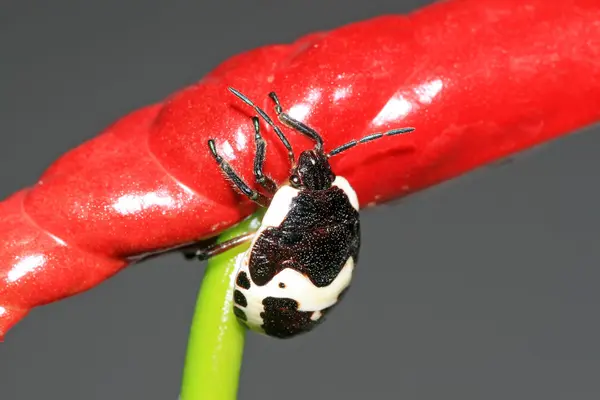 Stinkbug — Stock Fotó